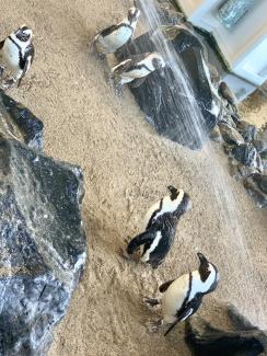 Penguins in Hyatt